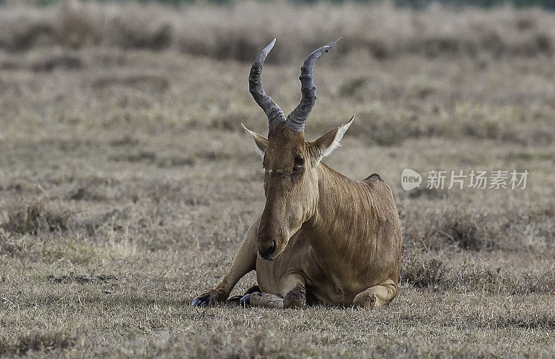 可口可乐的羚羊(Alcelaphus buselaphus cokii)或kongoni是一种原产于肯尼亚和坦桑尼亚的羚羊。Ol Pejeta保护区，肯尼亚。